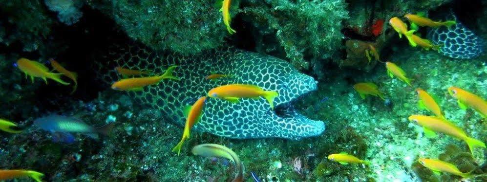 Blue Ocean Dive Resort Umkomaas Zewnętrze zdjęcie